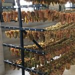 Grapes hanging to dry