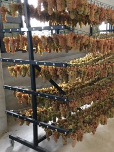 Grapes hanging to dry