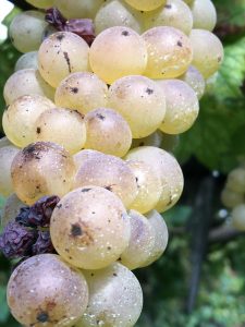 White Grapes