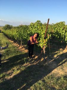 Woman in Vineyard